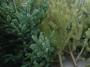 Ёлки к Новому году