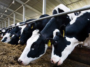 Австрийцы хотят построить в Пензенской области теплостанцию на биотопливе