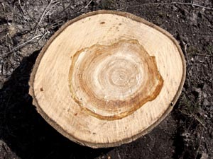 Заранее побеспокоились о безопасности и спилили дерево