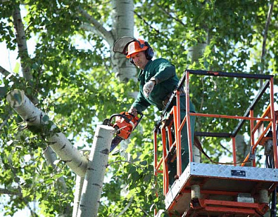 По просьбам жителей Нахаловки деревьям сделали «стрижку»