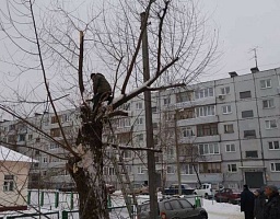 Произведена опиловка аварийного дерева на улице Саранская