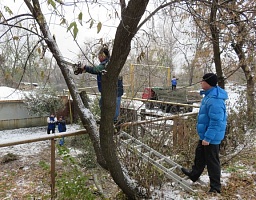 Вадим Супиков организовал работы по кронированию аварийных деревьев