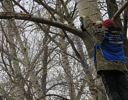 Вадим Супиков организовал работы по кронированию аварийного дерева 
